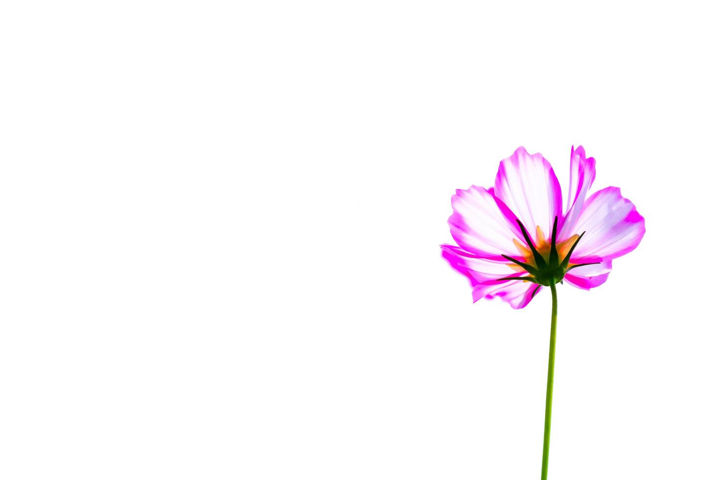 Pink cosmos flower beautiful blooming isolated on white background,copy space photo