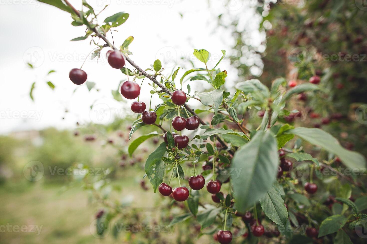 Fruit produced from flowering plant, cherries hanging from tree branch photo