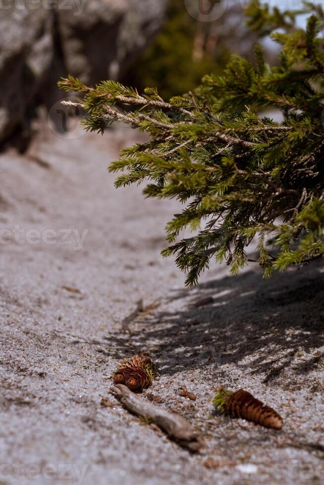 A small pine tree is sprouting in the rugged terrain of a rocky hillside photo