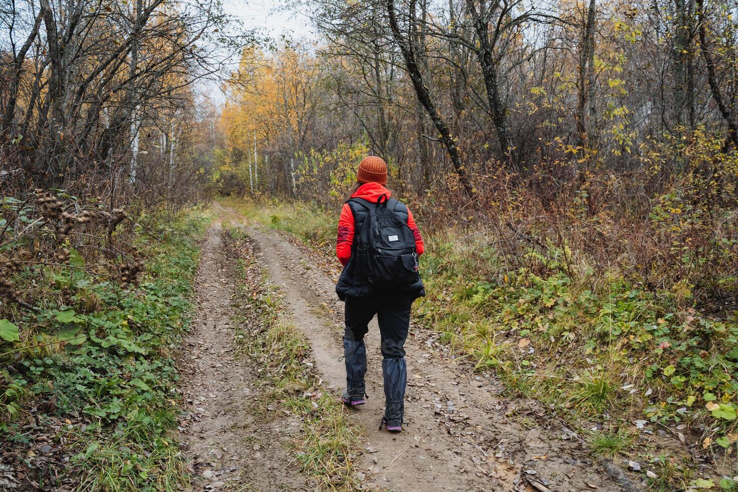 Trekking in autumn forest, back view of man with backpack walking on road in forest, hiking in nature. photo