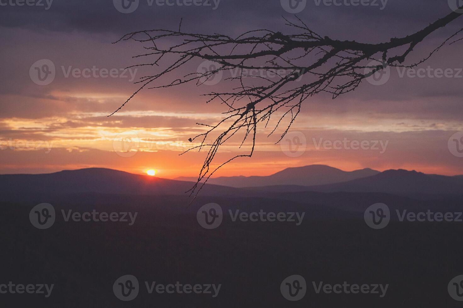 A tree branch silhouette against a sunset sky, with mountains in the background photo