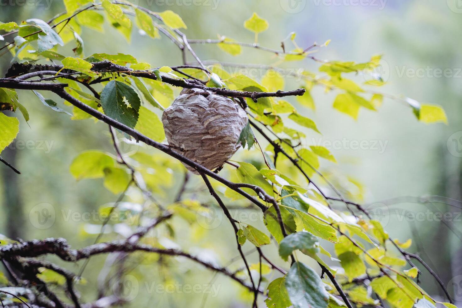 A hornet's nest, a swarm of insects lives in a round house on a tree, forest pests, bee killers, camouflage of their homes. photo