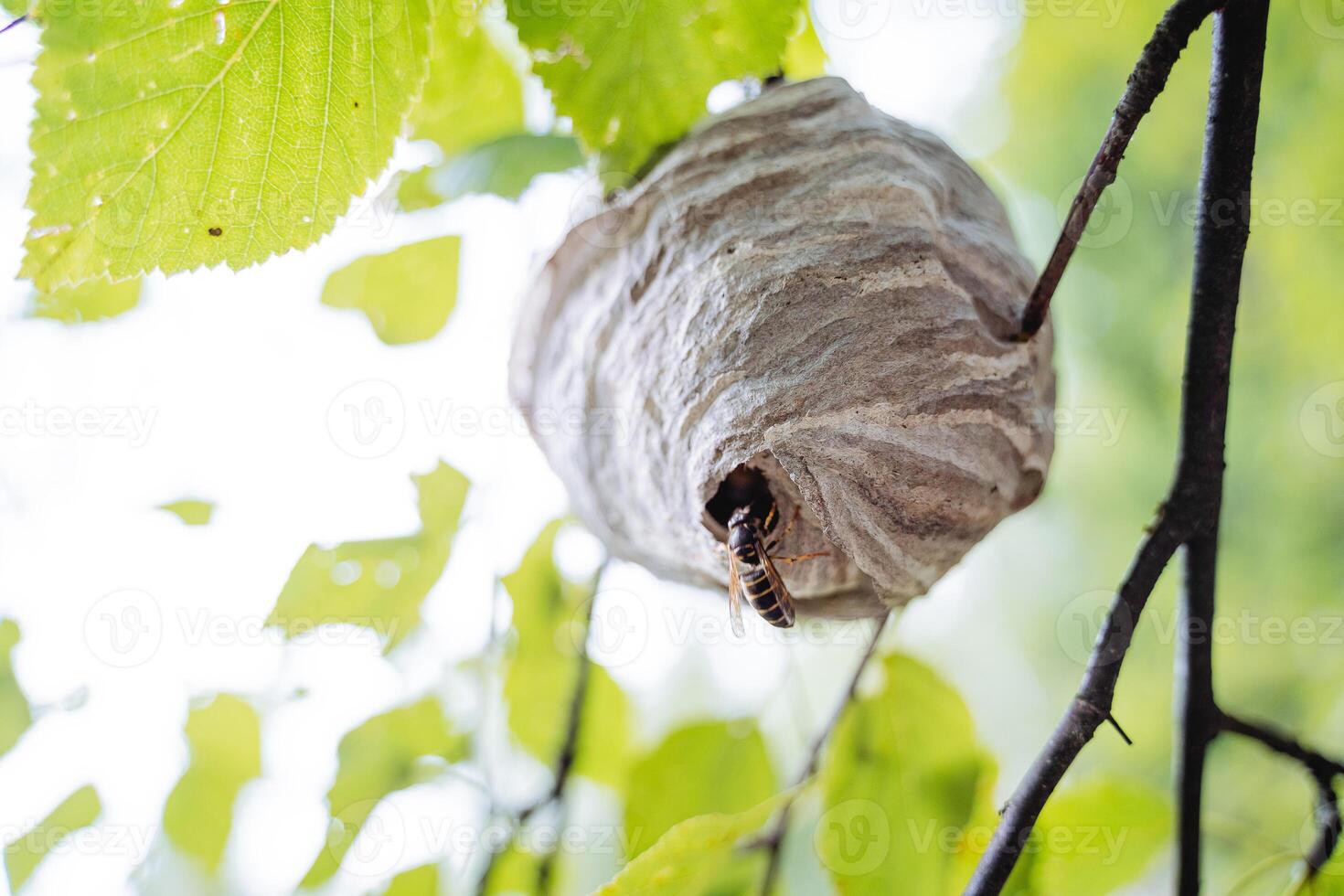 A hornet's nest hangs on a tree branch, a view of the wasp goes inside its tree house, wildlife, insect life in the forest. photo