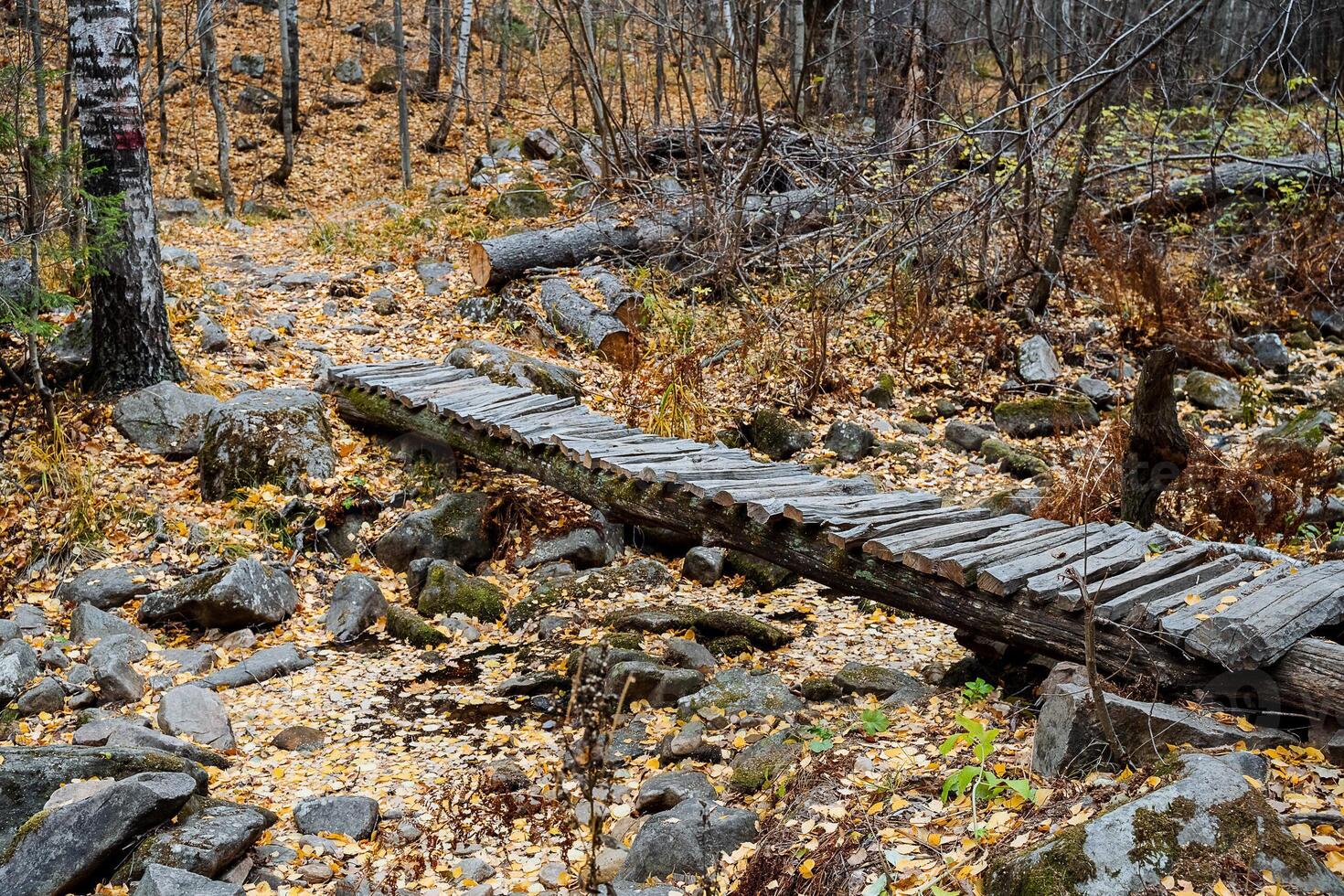 A wooden bridge in the woods photo