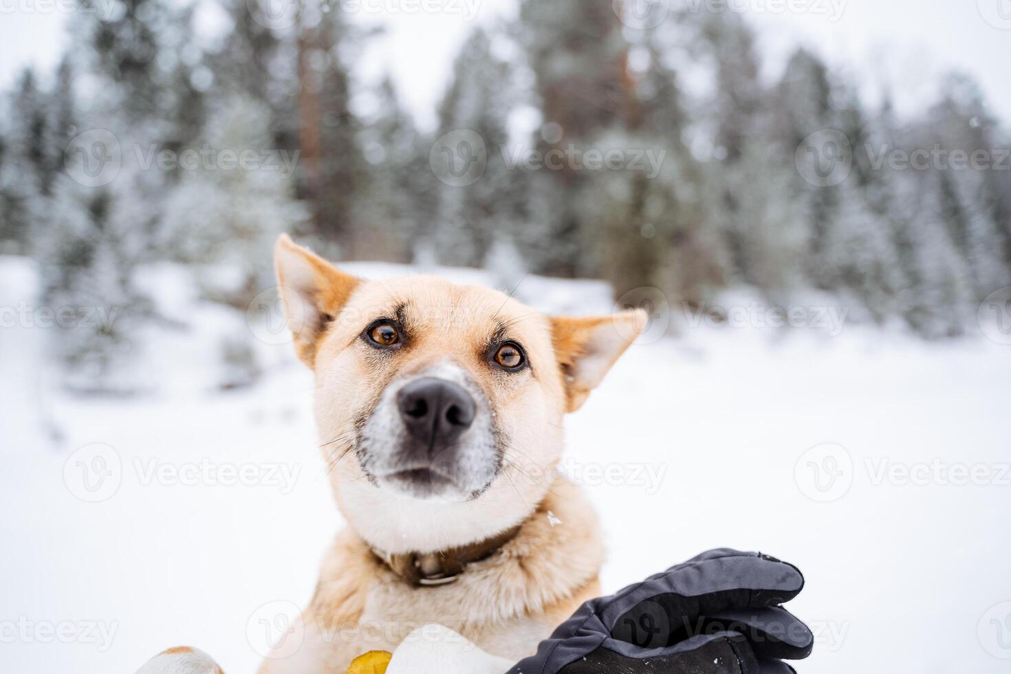 A dog is sitting on a snow covered ground photo