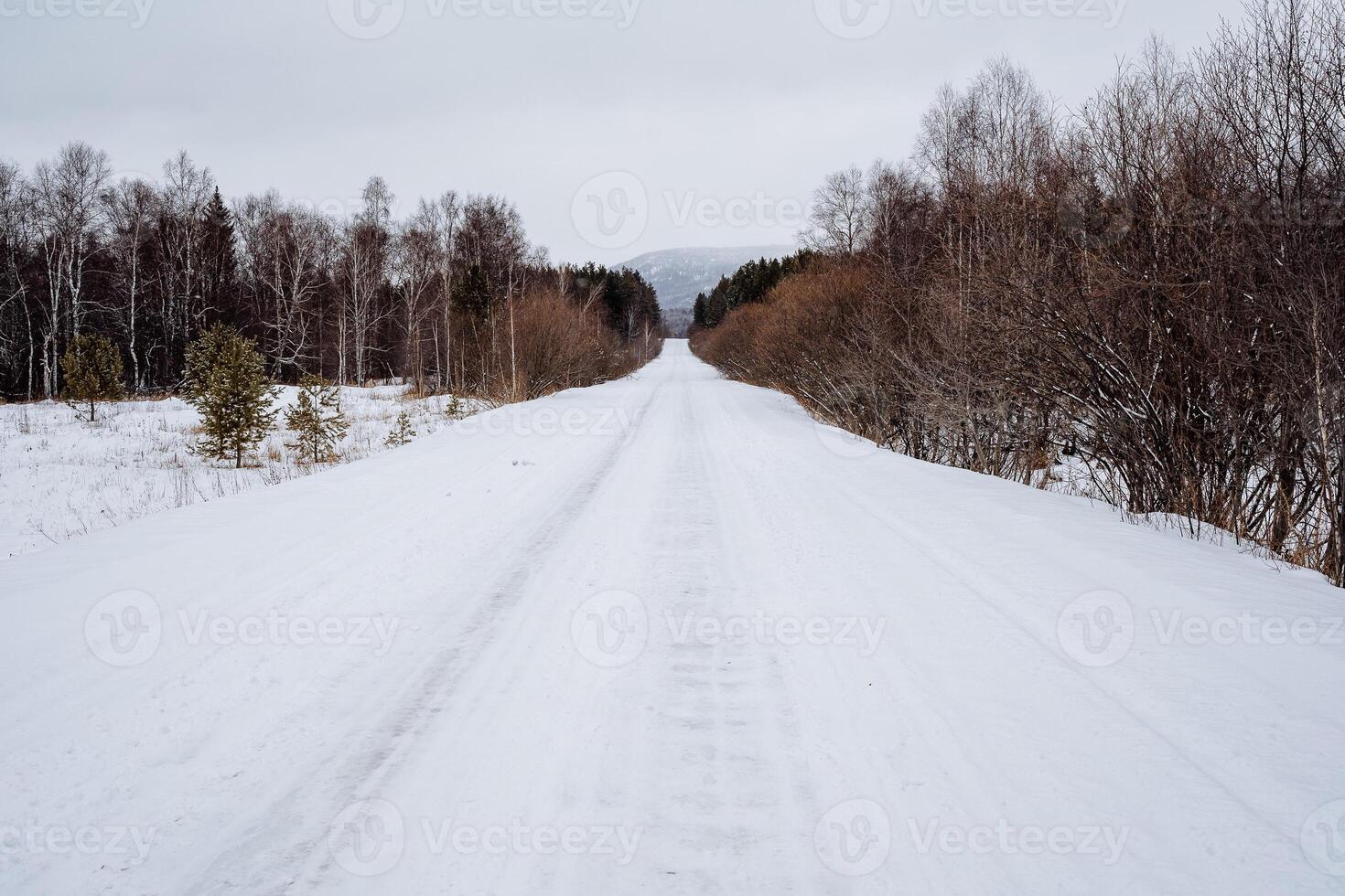 A snowy road in the middle of a forest photo