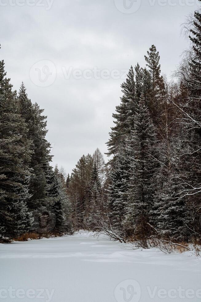 A snowy river surrounded by trees and snow photo