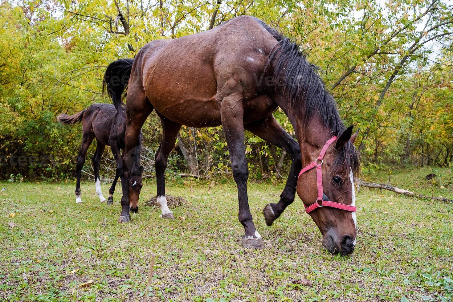 a brown horse pinches the grass. the horse walks through the woods and eats the grass. pet photo