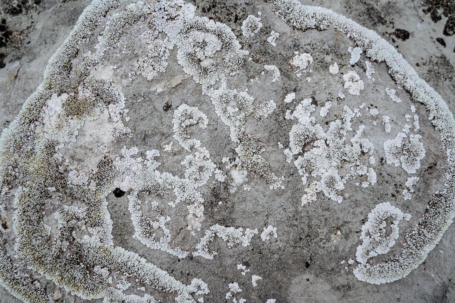 Gray moss on a stone. The texture of natural lichen. Abstract picture of gray dry vegetation. photo