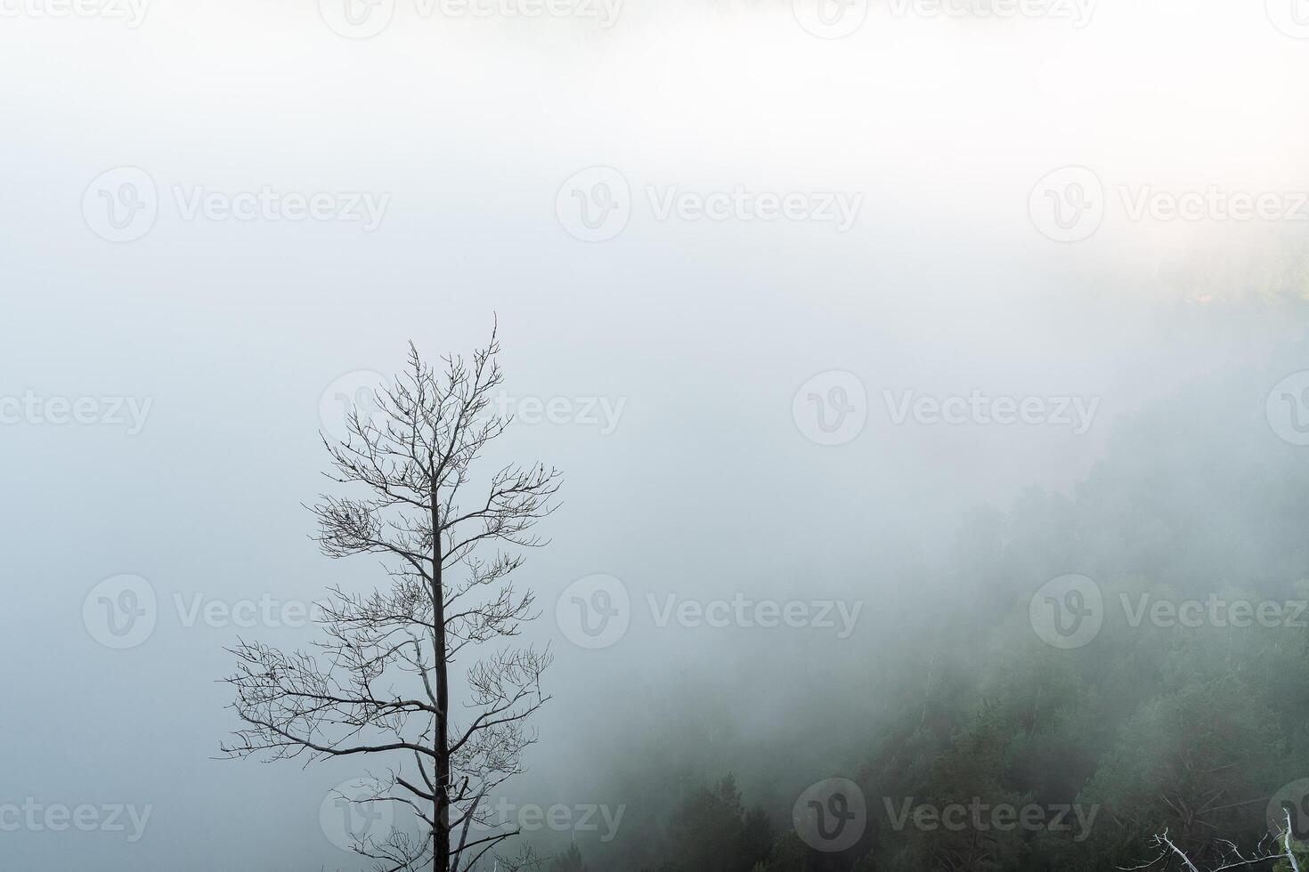 a dry tree standing alone in the mountains against the background of fog, cloudy weather, minimalism photo