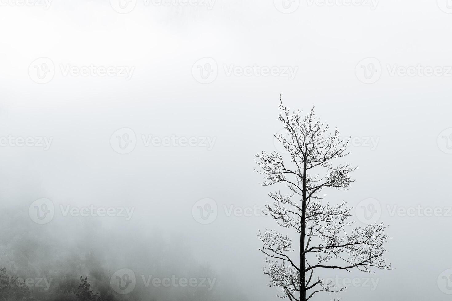 a dry tree standing alone in the mountains against the background of fog, cloudy weather, minimalism photo