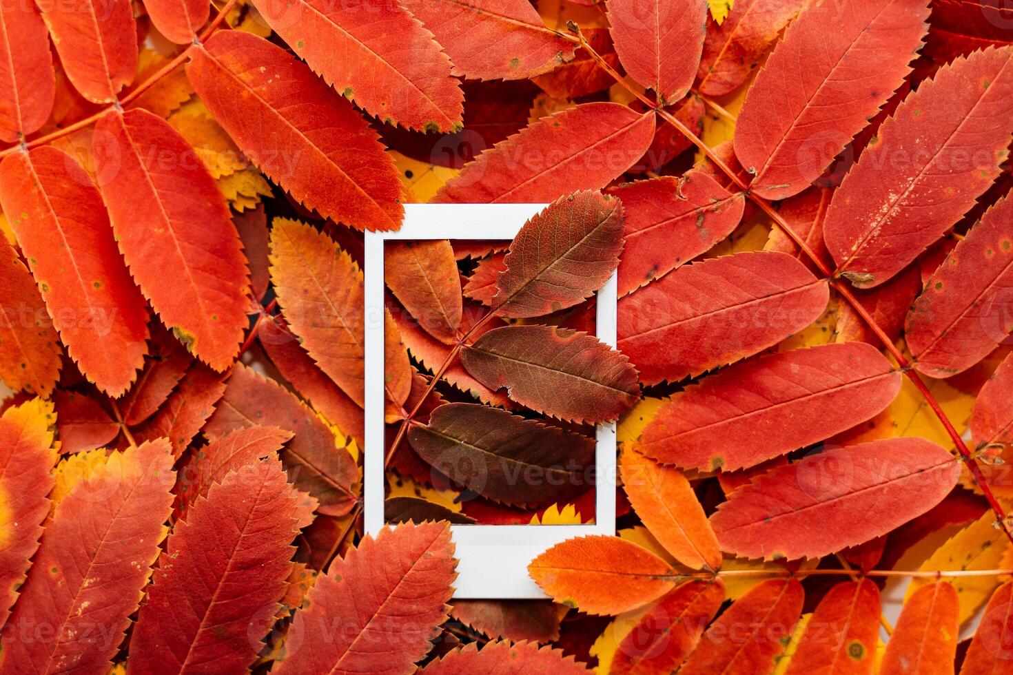 Autumn composition of leaves and Polaroid image. The concept of autumn. Minimalism and abstraction. White frame on a background of bright autumn leaves photo