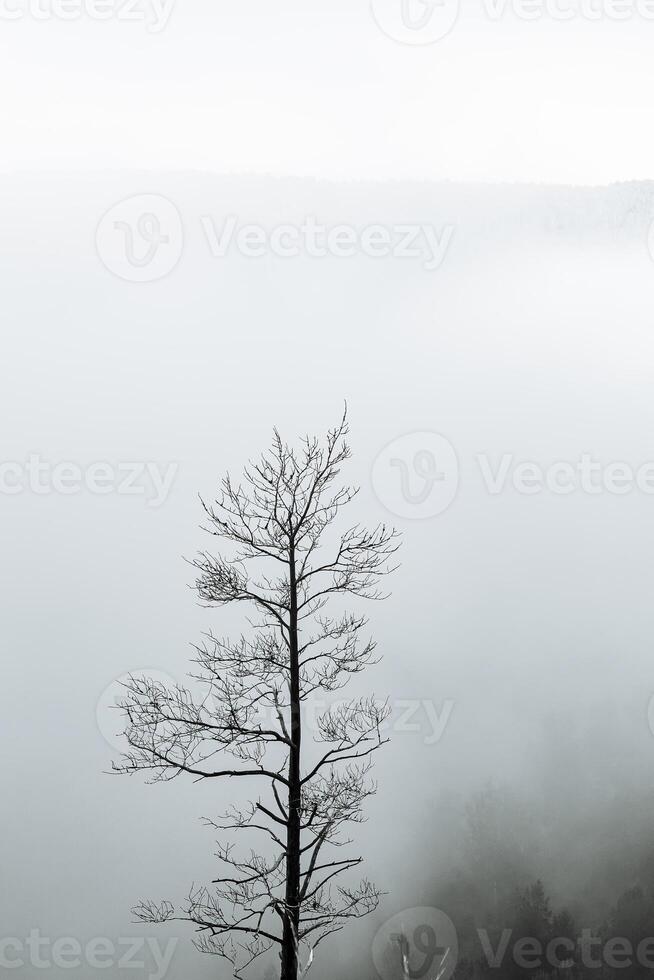 a dry tree standing alone in the mountains against the background of fog, cloudy weather, minimalism photo
