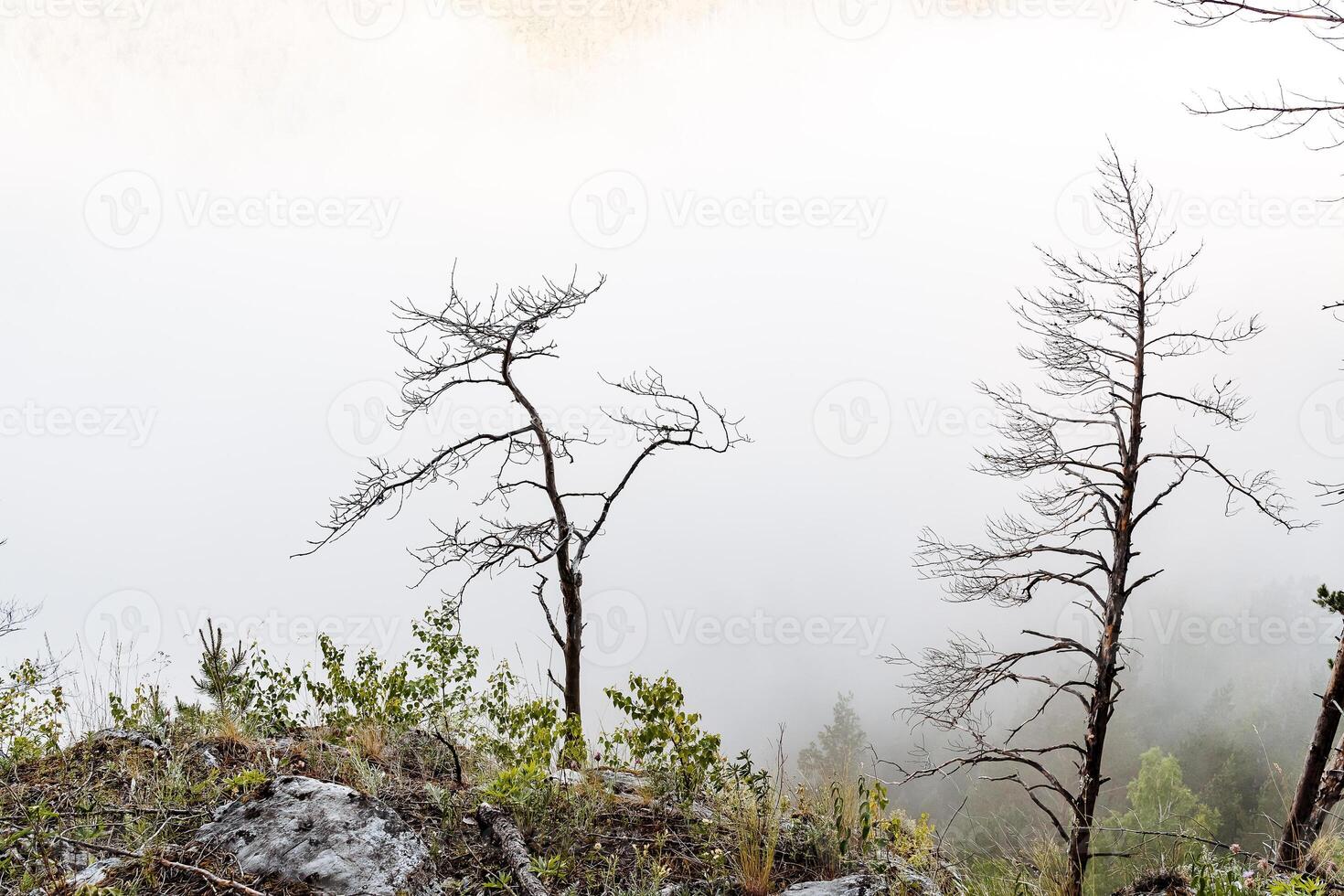 a dry tree standing alone in the mountains against the background of fog, cloudy weather, minimalism photo