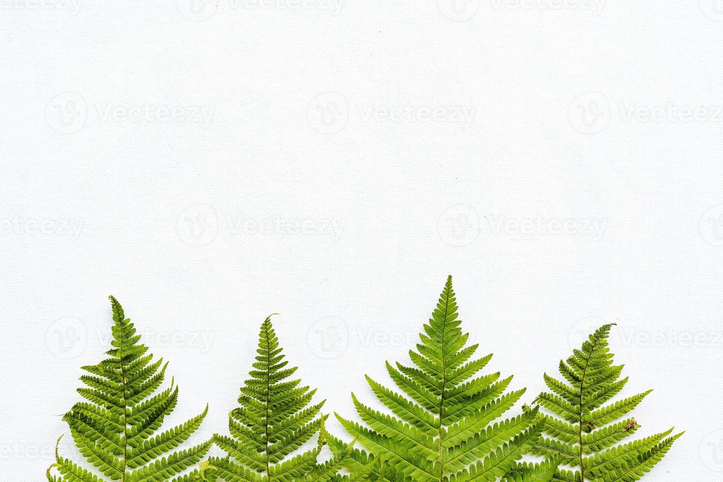 A few fern leaves on a white background. Green fern branches. copy space, an empty space for inserting text. photo