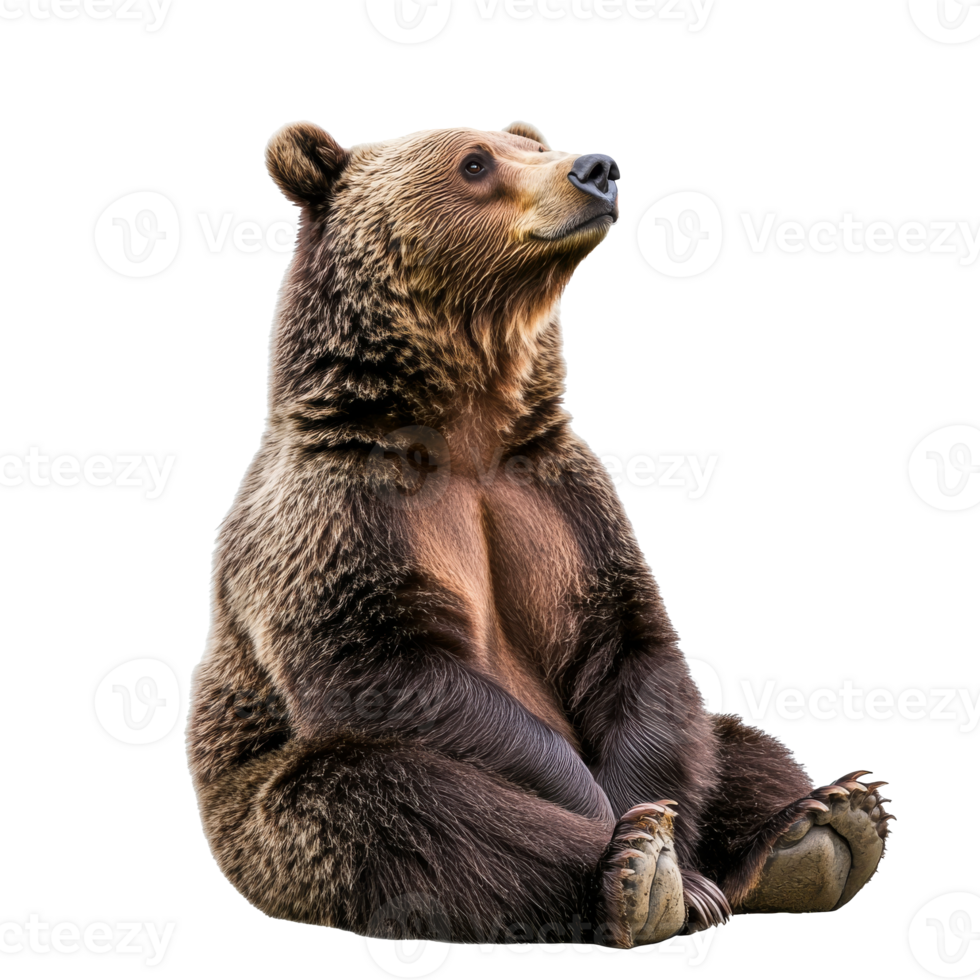 Calm grizzly bear observing its surroundings png