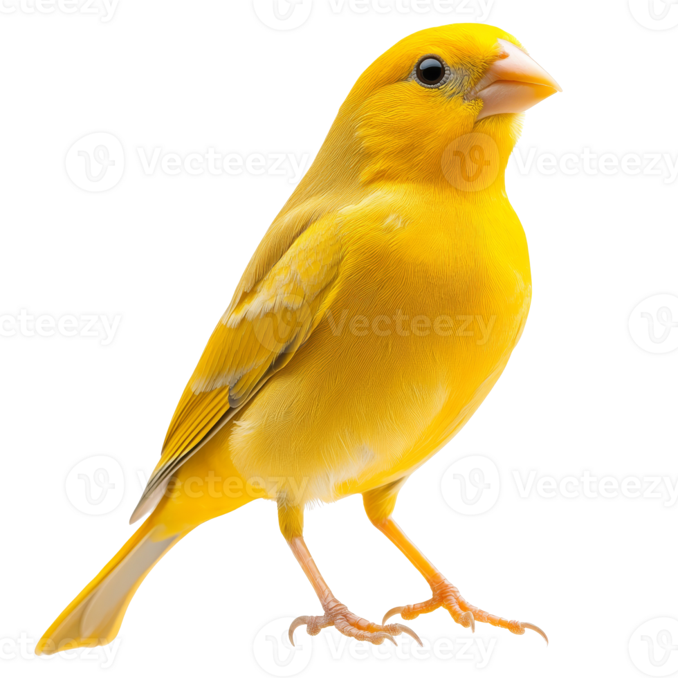 Bright yellow canary perched on a branch indoors png