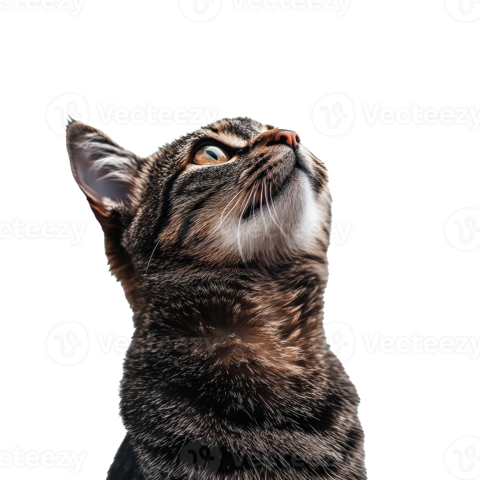 Cat looking upward with curiosity and wonder png