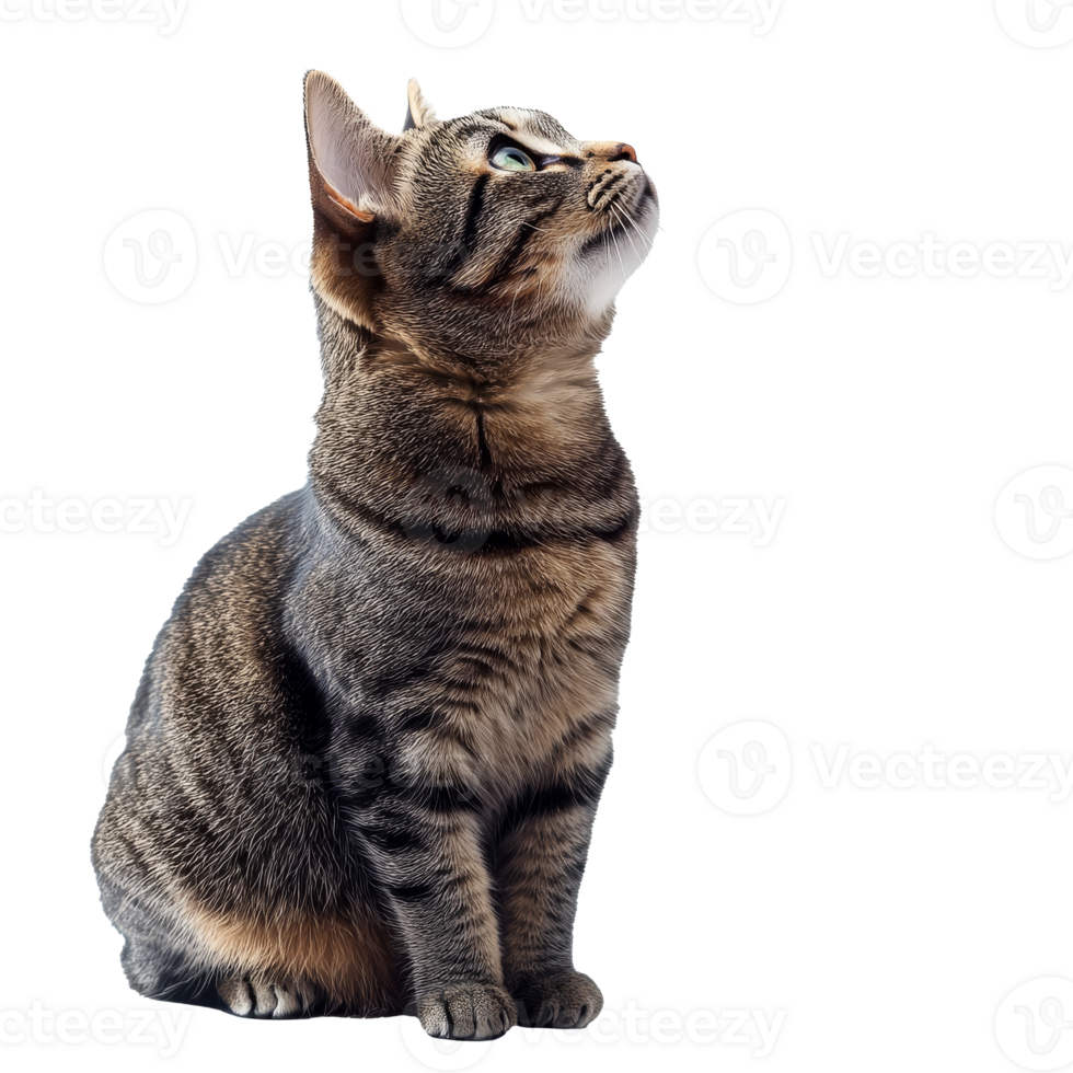 Cat gazes curiously at something above png