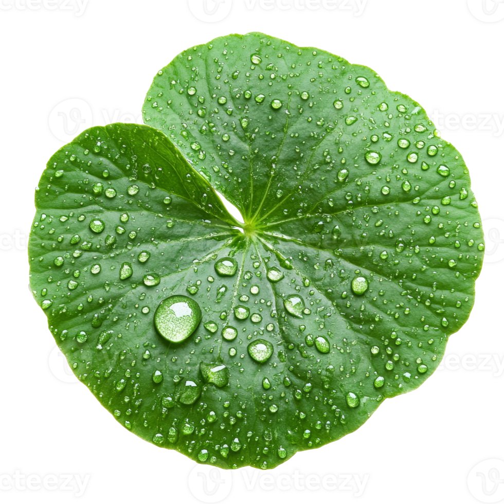 Leaf covered in water droplets after rainfall png