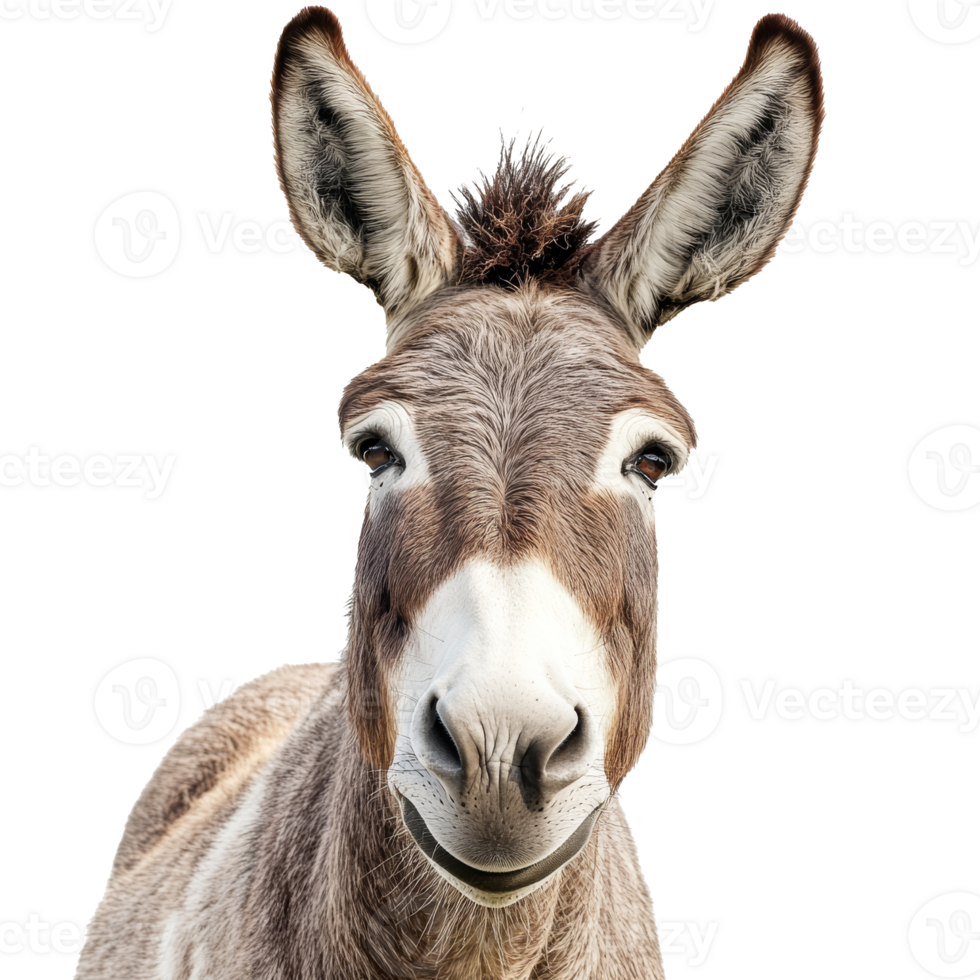 Cheerful donkey on white background png