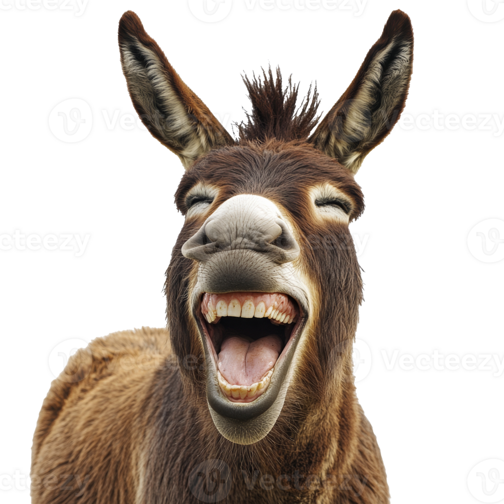 Donkey laughing joyfully on a bright background png