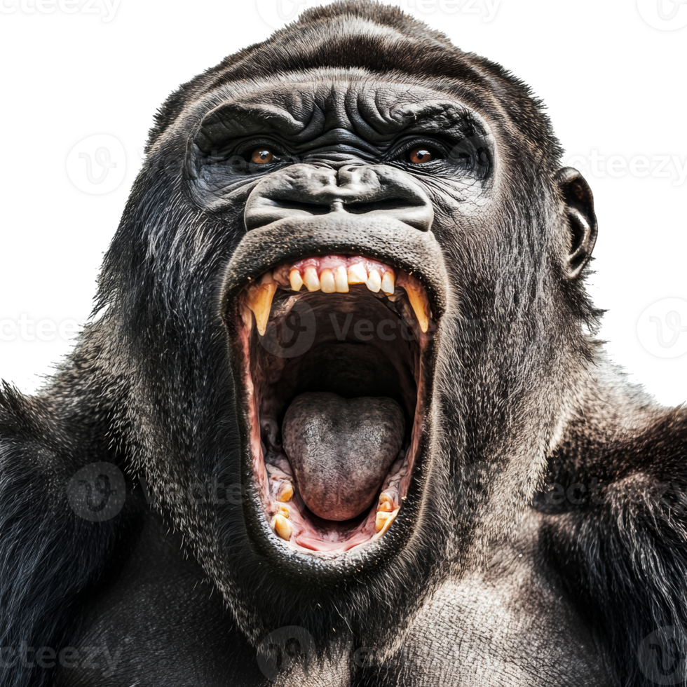 Majestic gorilla roaring in natural habitat png