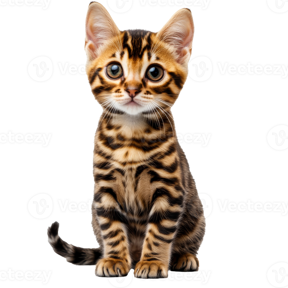 Exotic Bengal kitten with striking fur pattern png
