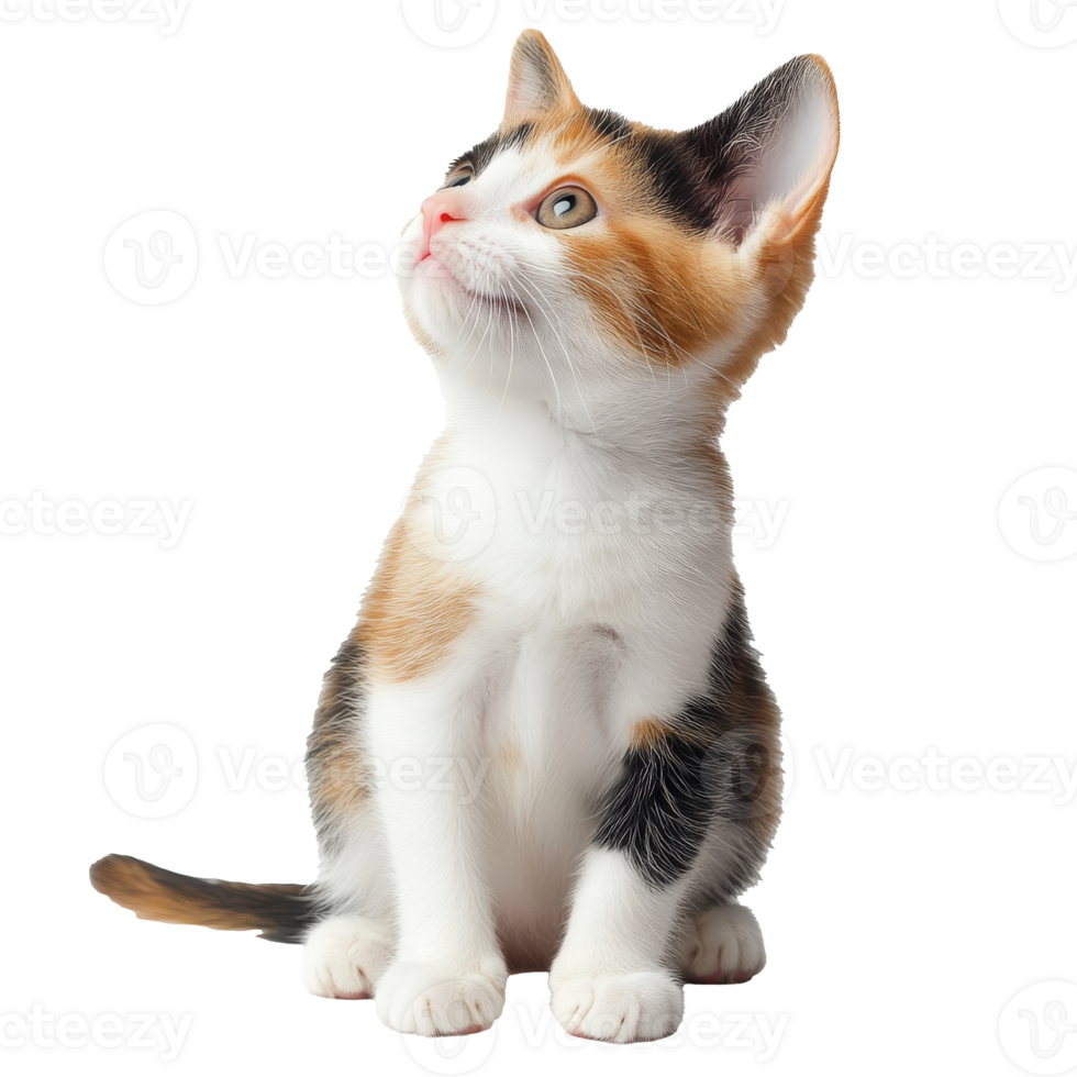 Curious calico kitten looking up in bright light png