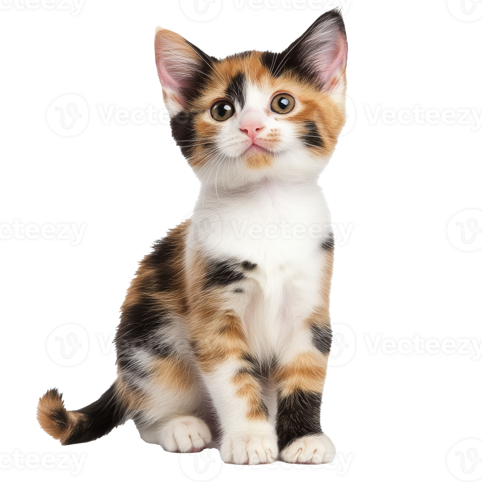 Cute calico kitten sitting on white background png