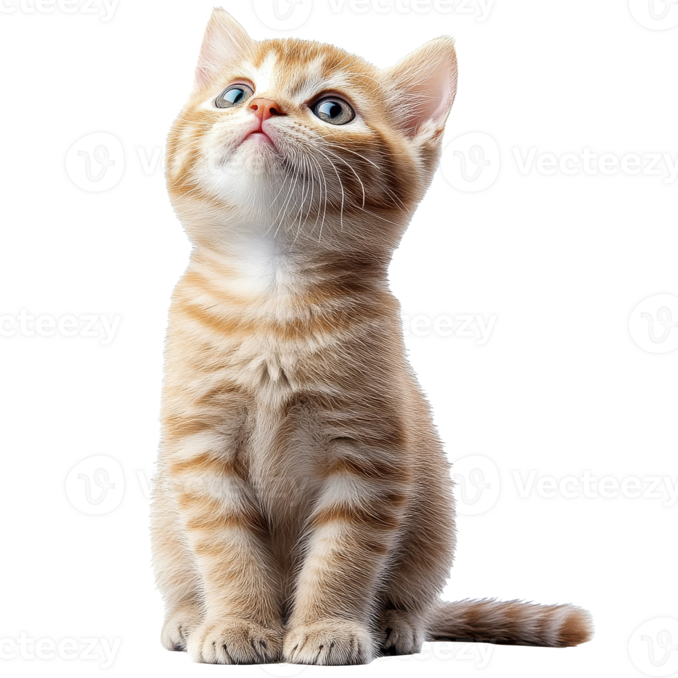 Curious kitten sitting and looking up at something png