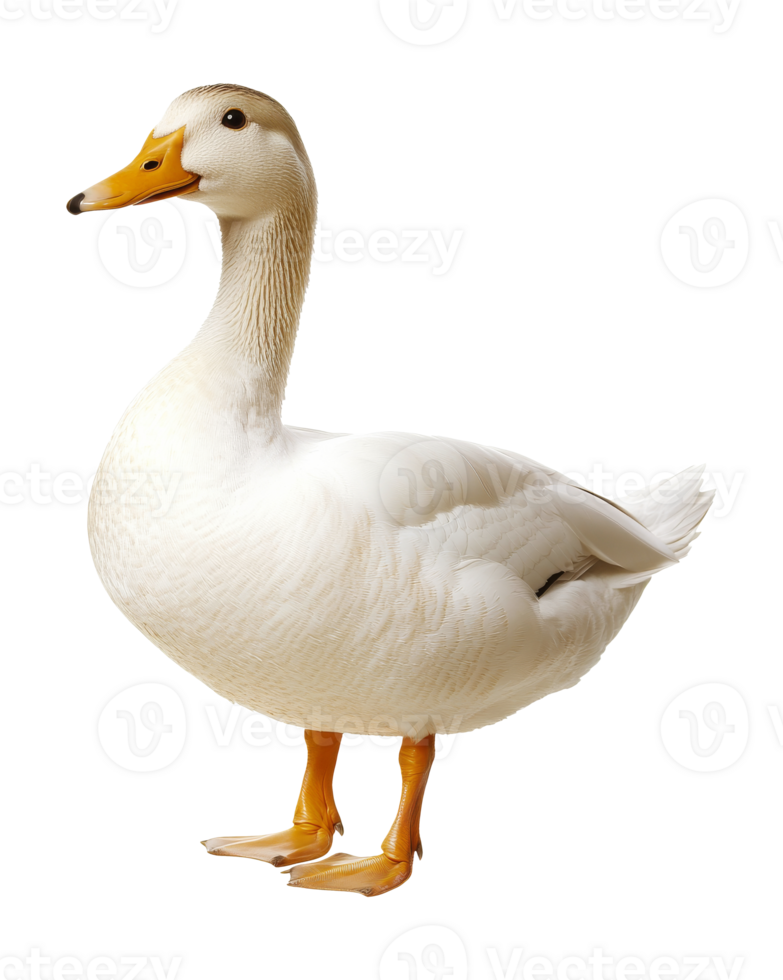 White duck standing gracefully in a bright setting png