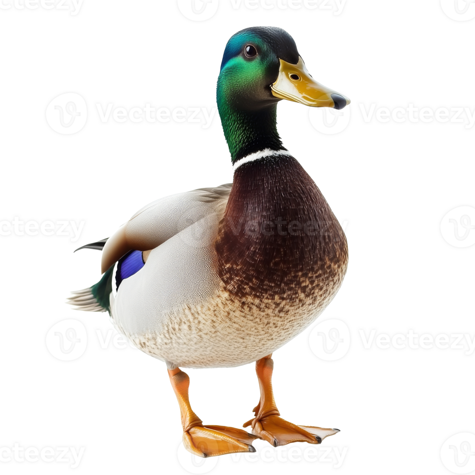 Mallard duck standing on a light background png