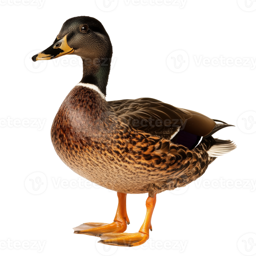 Duck standing elegantly on a white background png