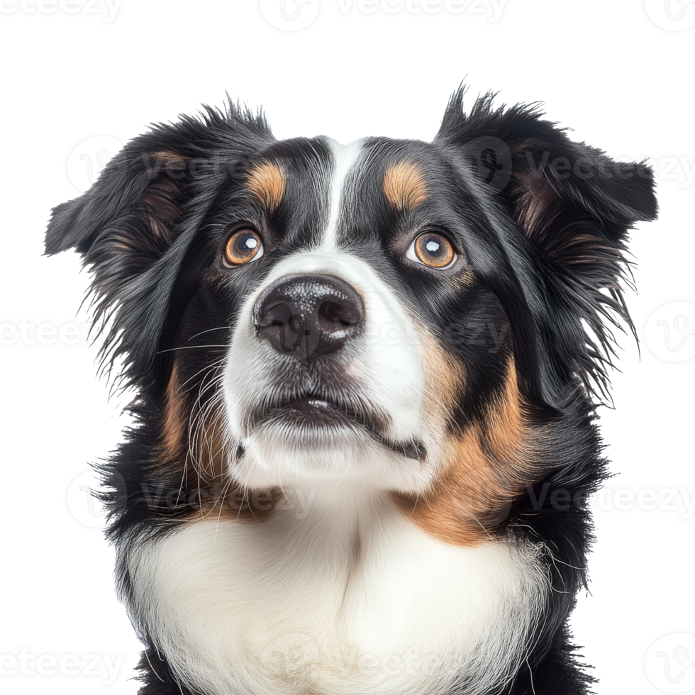 Expressive dog portrait with lush fur png