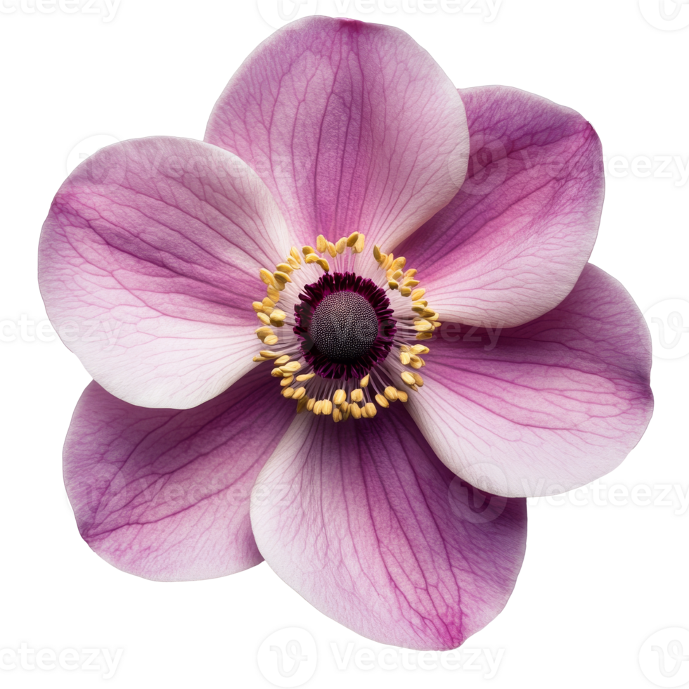 Beautiful purple and white flower in detail png