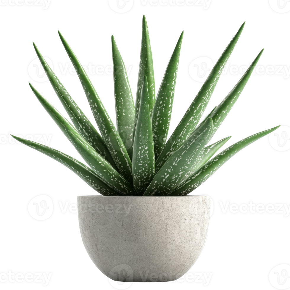 Aloe vera plant in a modern concrete pot png