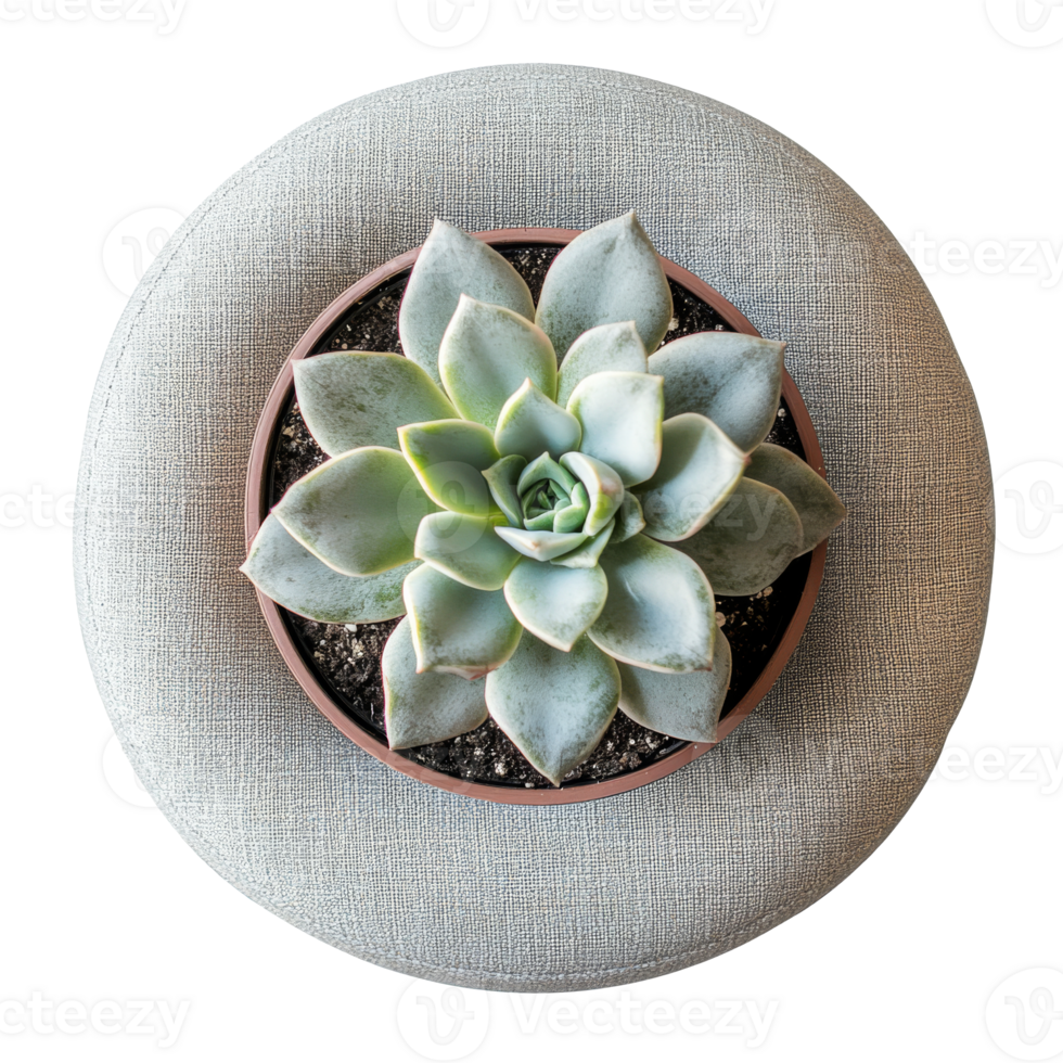 Succulent plant in a round pot on a soft surface png