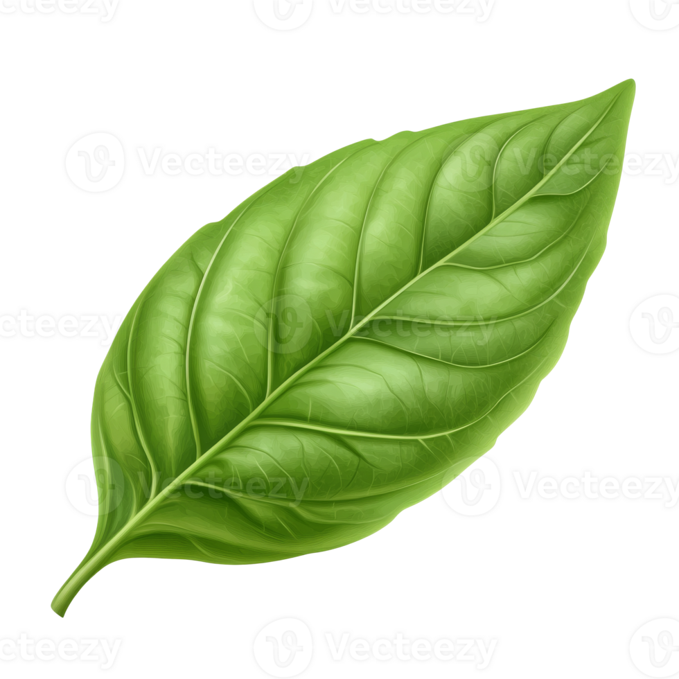 Green basil leaf on white background png
