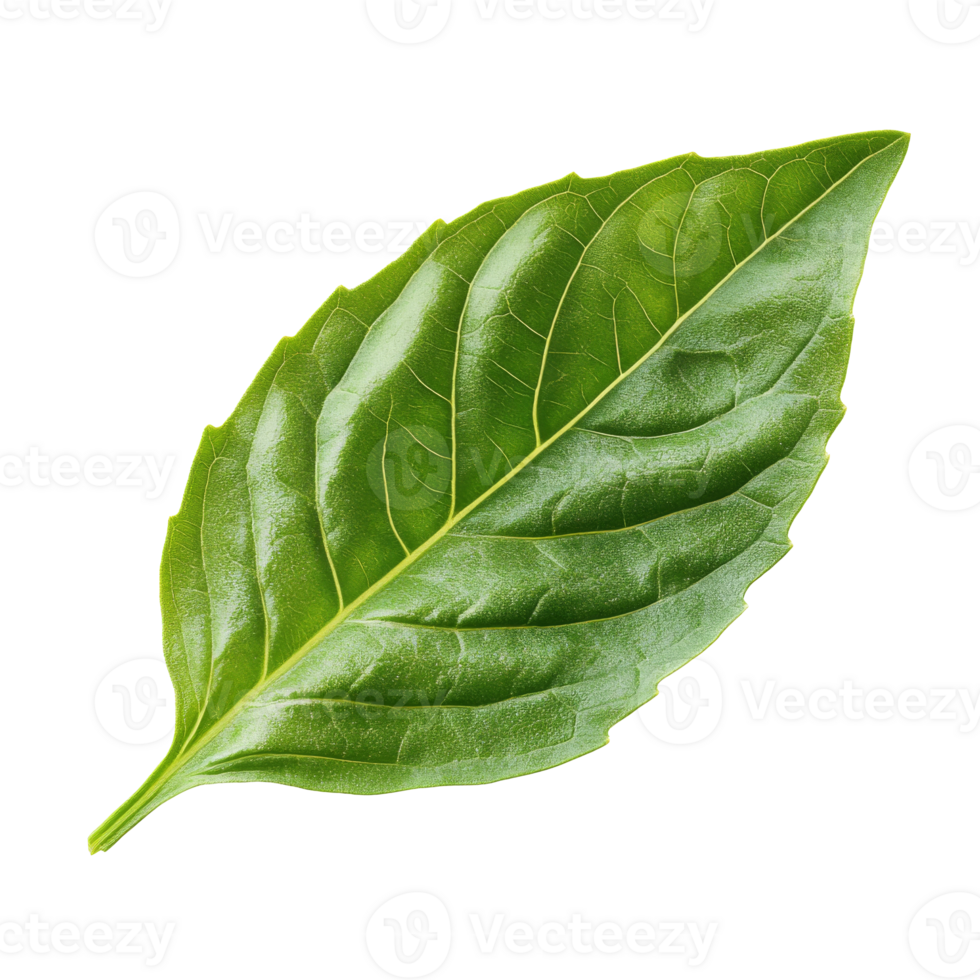 Fresh green basil leaf lying on a surface png