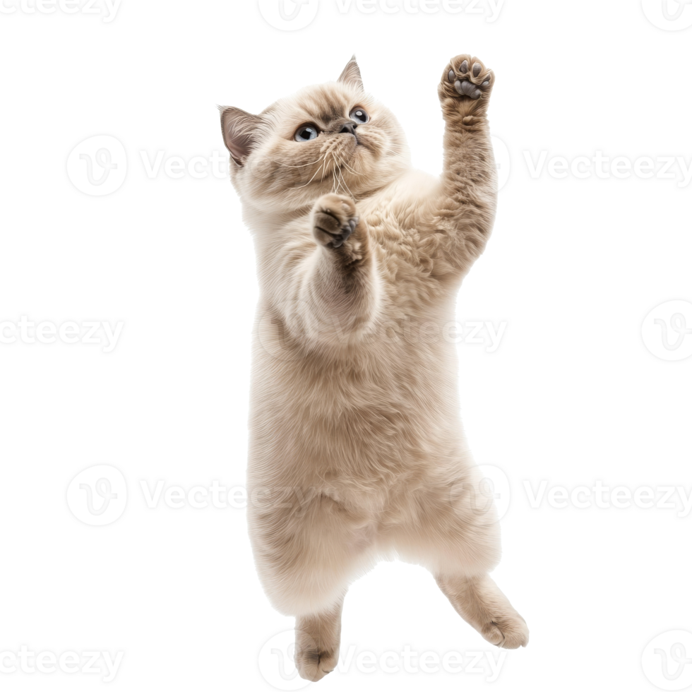 Cat jumping with enthusiasm in a playful moment png