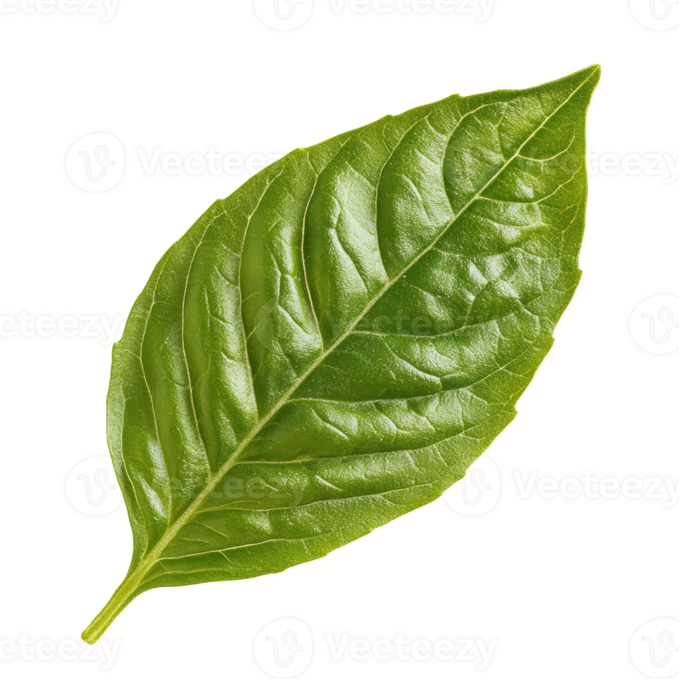 Fresh basil leaf on white background png