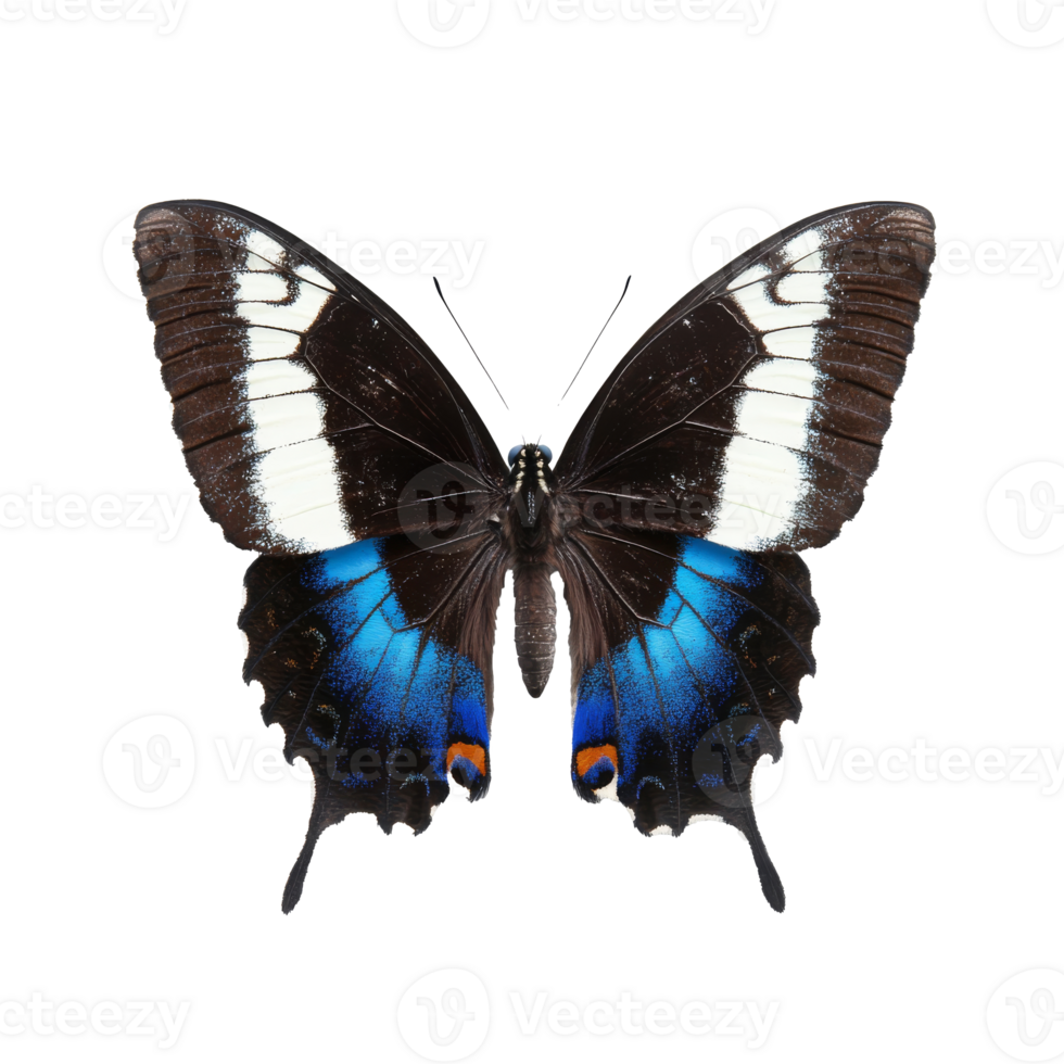 Colorful butterfly in nature png