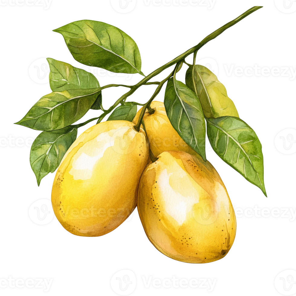Fresh lemons hanging from a vibrant green branch png