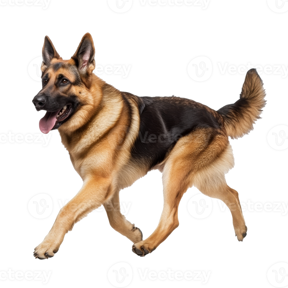 German shepherd running joyfully in bright light png