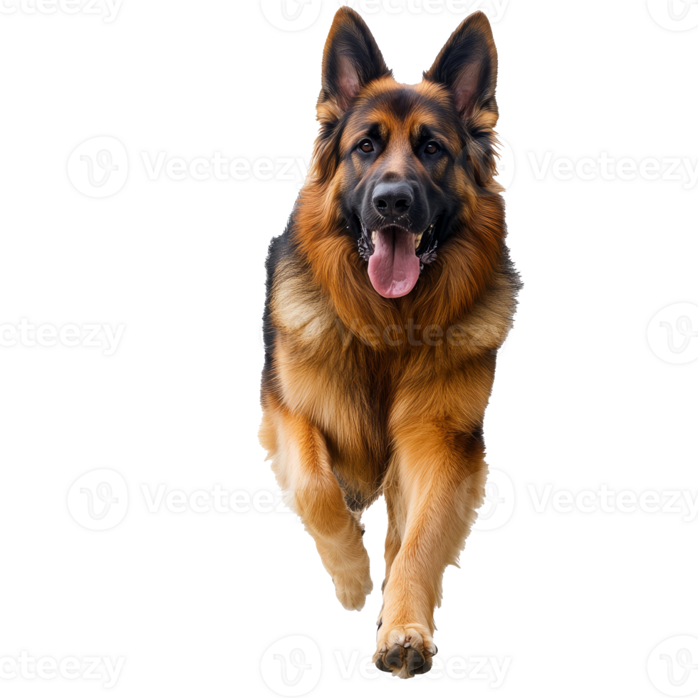 Active German Shepherd runs to camera png