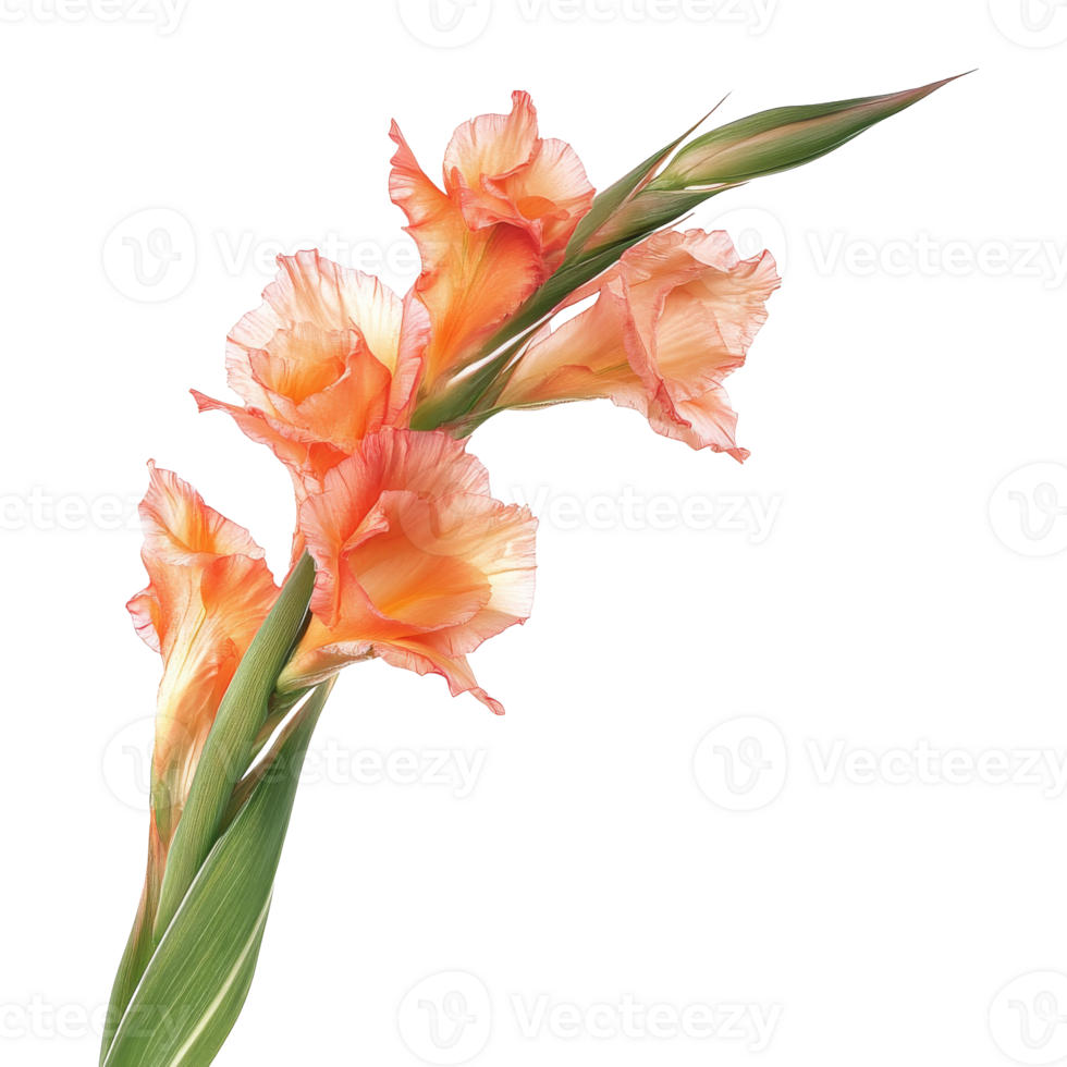Beautiful orange gladiolus flowers in full bloom png