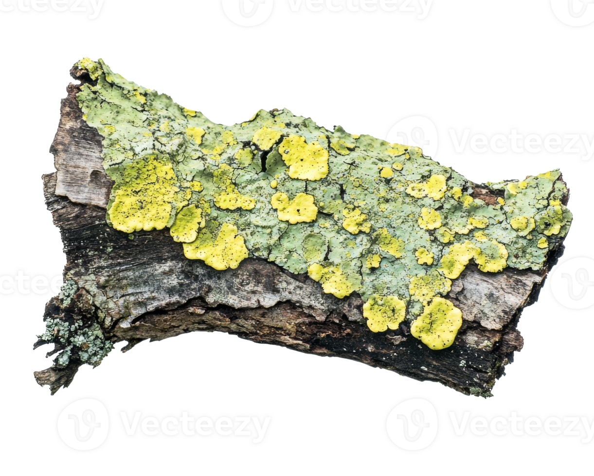 Bright yellow lichen on weathered tree bark png
