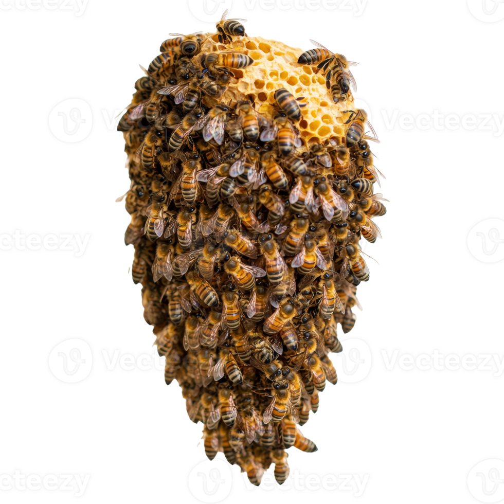 Busy bees working on a honeycomb in nature png