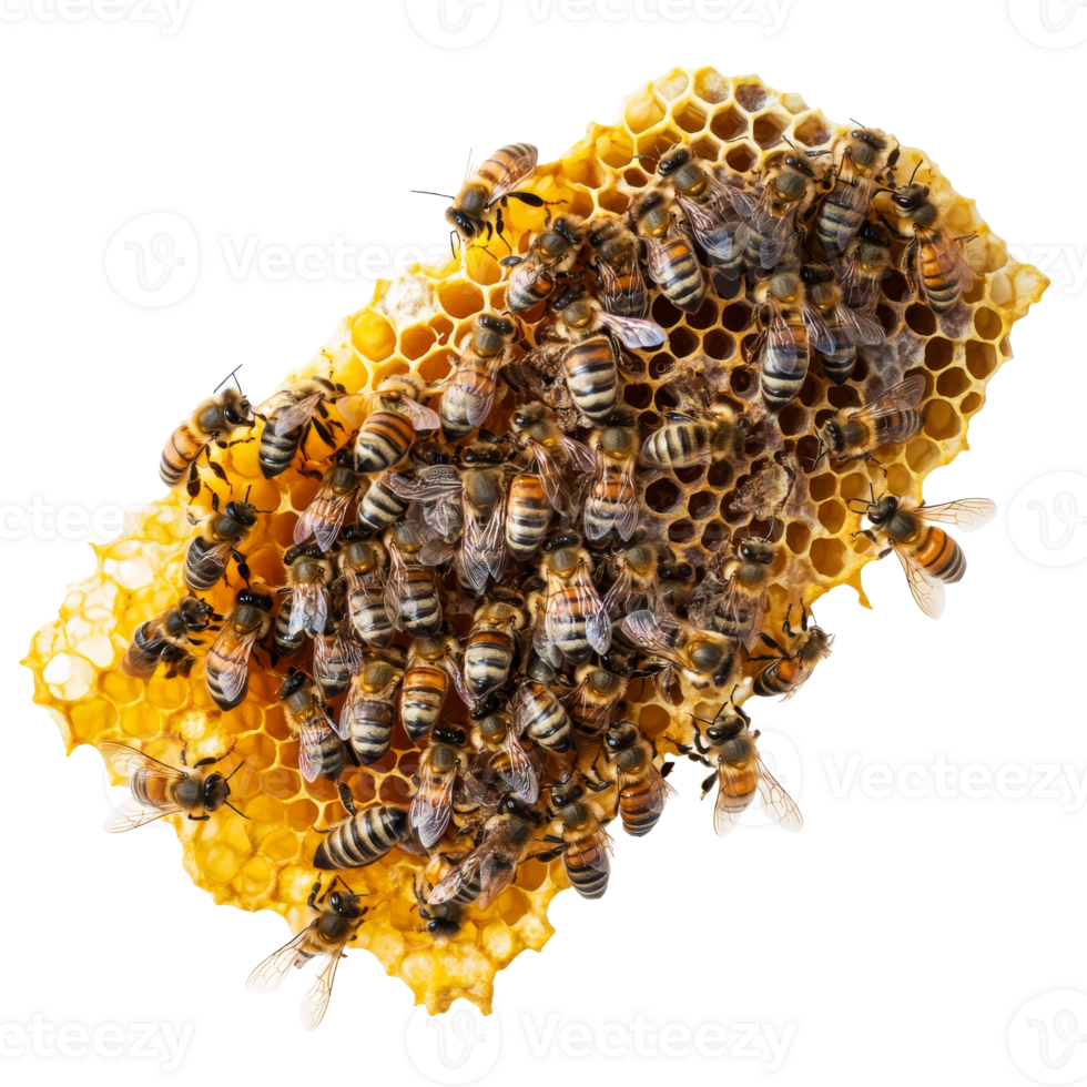 Bees creating honeycomb structure in vibrant hive png